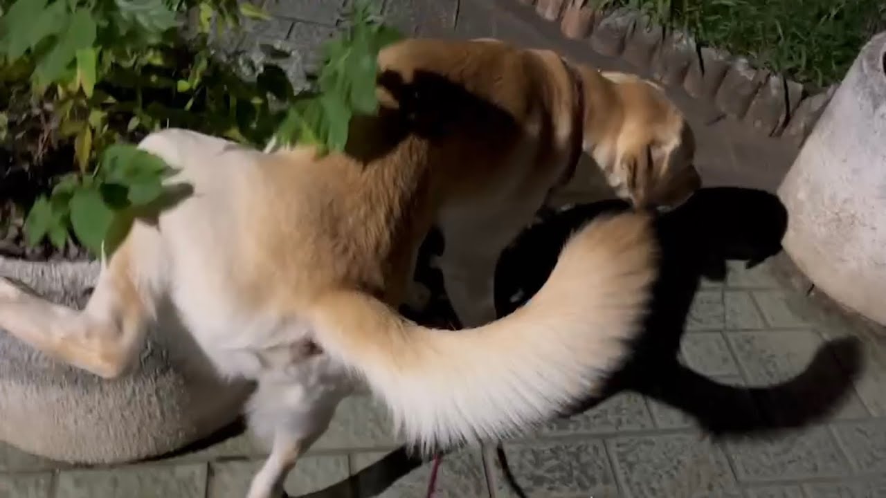 深夜徘徊ちみん