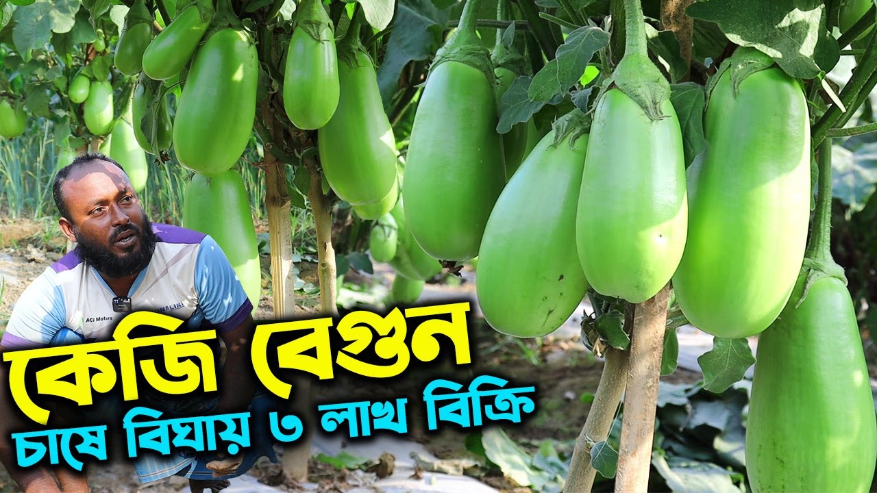 ১ কেজি ওজনের বেগুন চাষ করে বিঘায় ৩ লাখ বিক্রি কৃষকের | উদ্যোক্তার খোঁজে