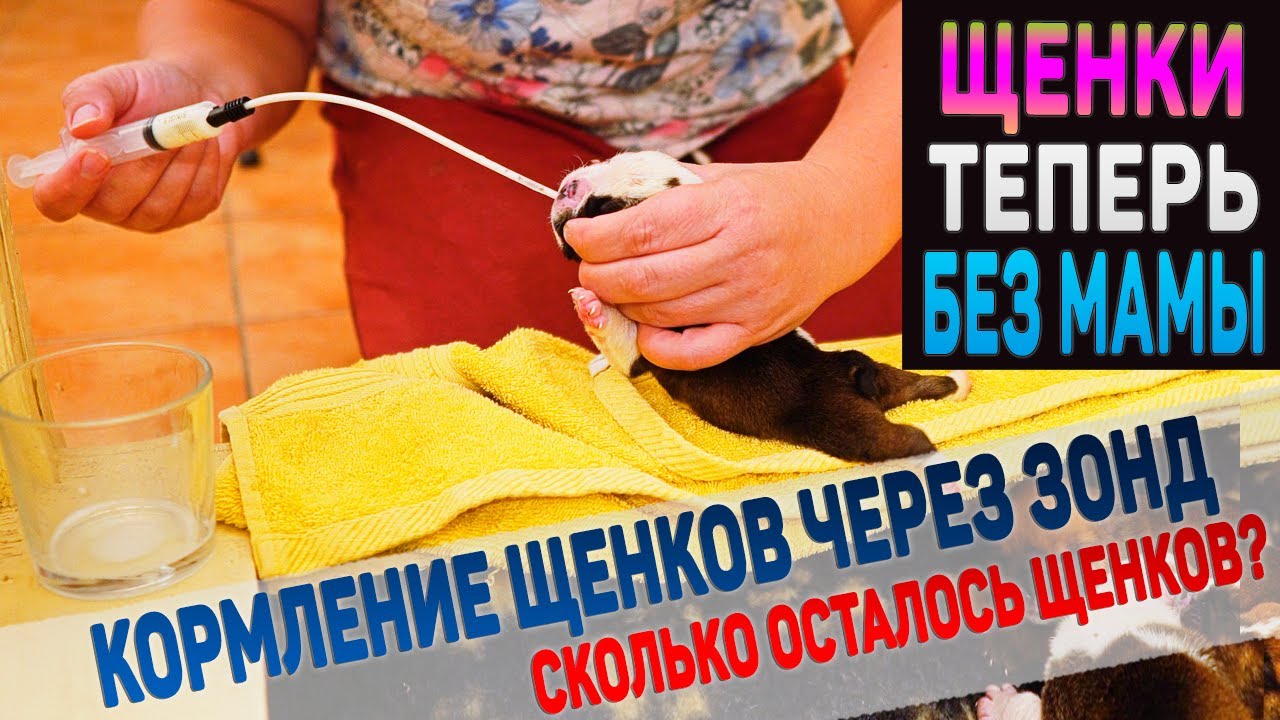 Как щенки будут расти без мамы? Зачем кормим щенков через зонд?