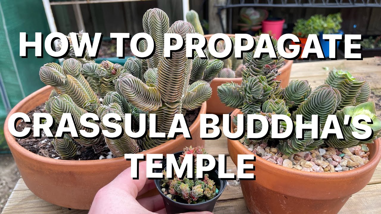 How To Propagate Buddha’s Temple