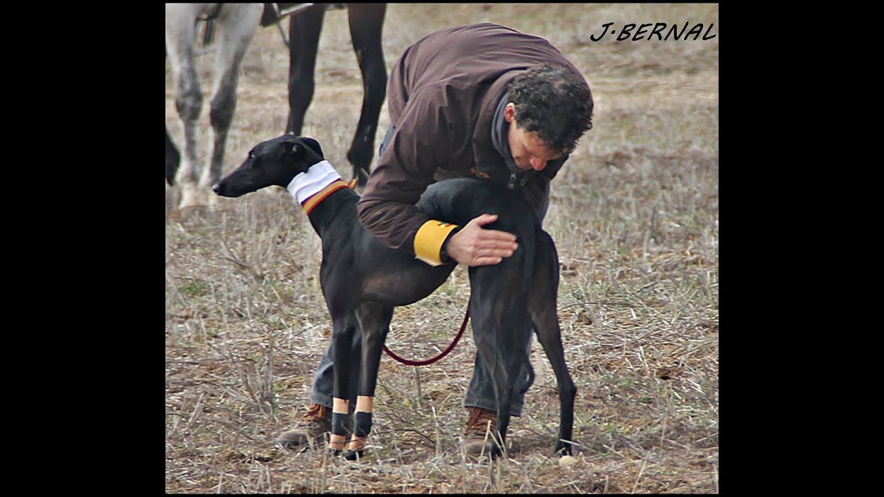MEDIOS RECUPERACIÓN DEL GALGO DE CAMPO