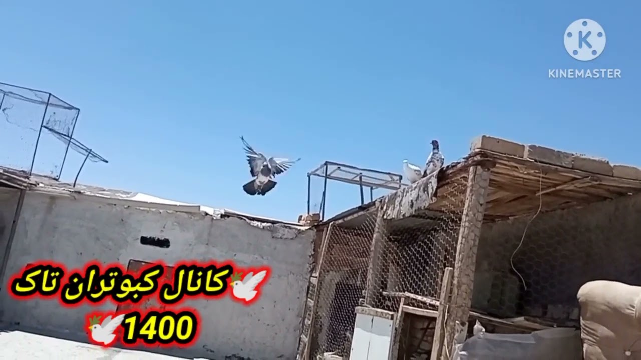 نحوه جلد کردن کبوتر یا کفتر با توضیحات کامل