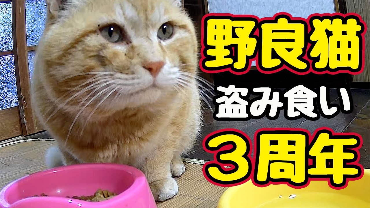 【野良猫】とうとう３周年【総集編】
