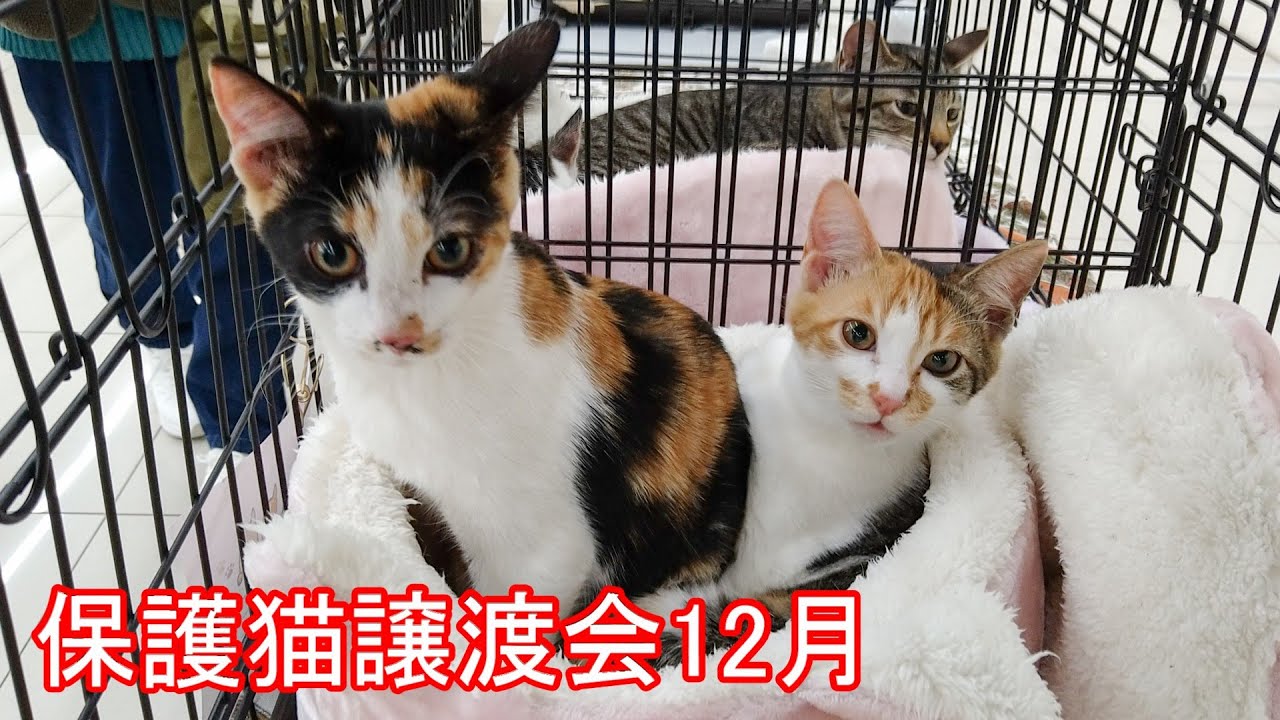 【譲渡会】保護猫譲渡会2025年12月21日【群馬】