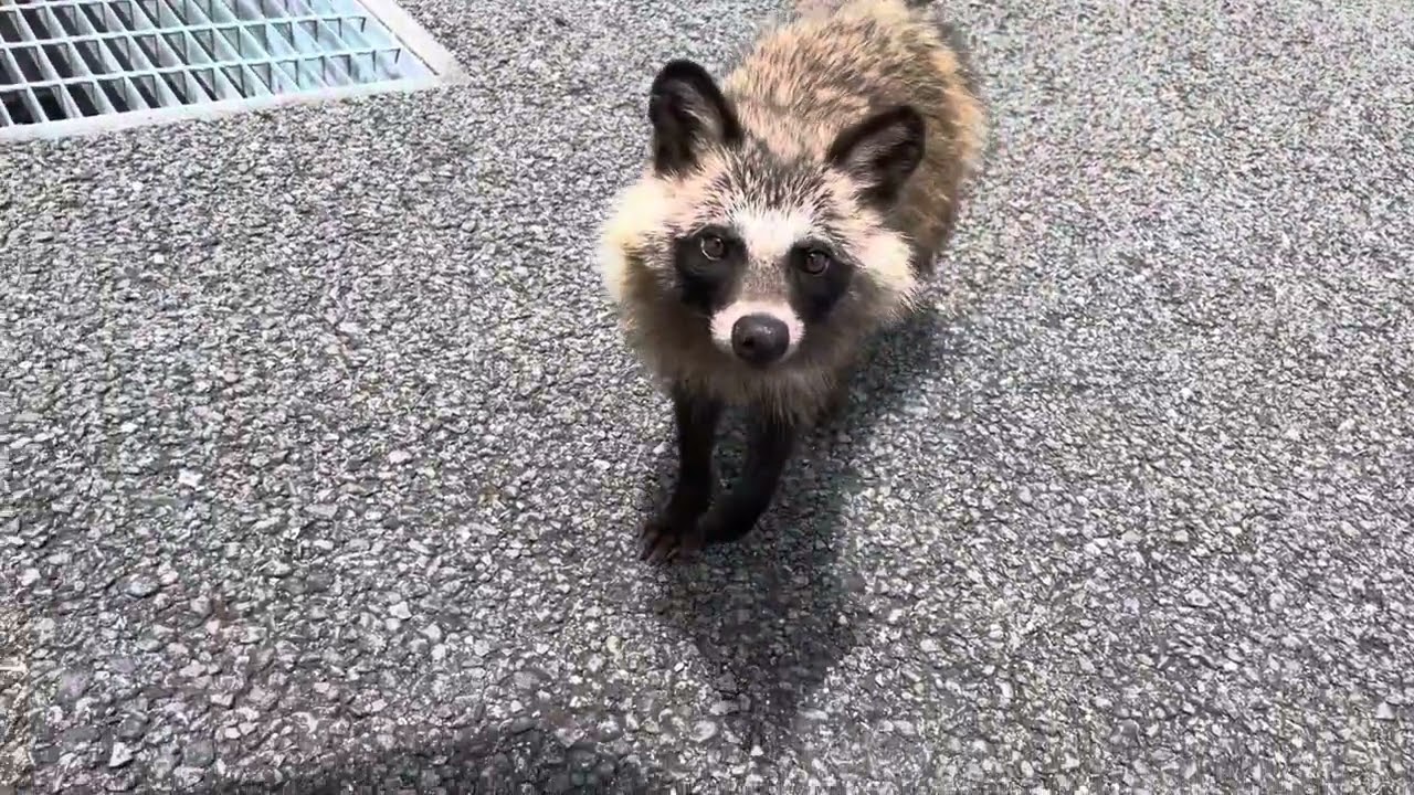 たぬんぽ　人懐こいたぬき　#徳島　#平成狸合戦ぽんぽこ