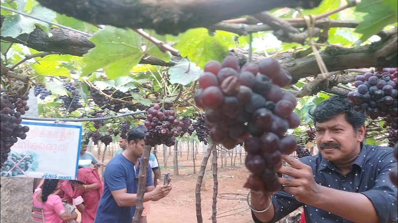 Theni... Cumbam.. Thamilnadu .. Grapes farms.. തേനി.. കമ്പം.. മുന്തിരി തോട്ടങ്ങൾ 