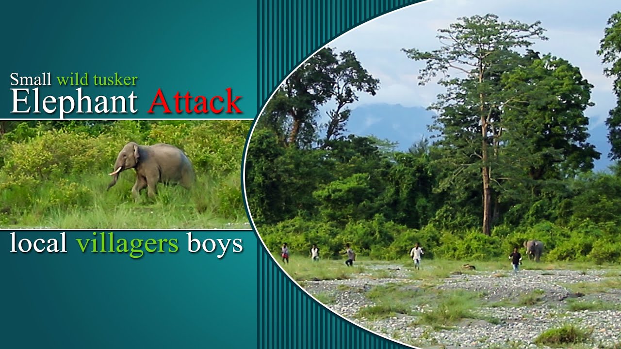 Small wild tusker elephant attack local villagers boys when they disturb him | #video #1500