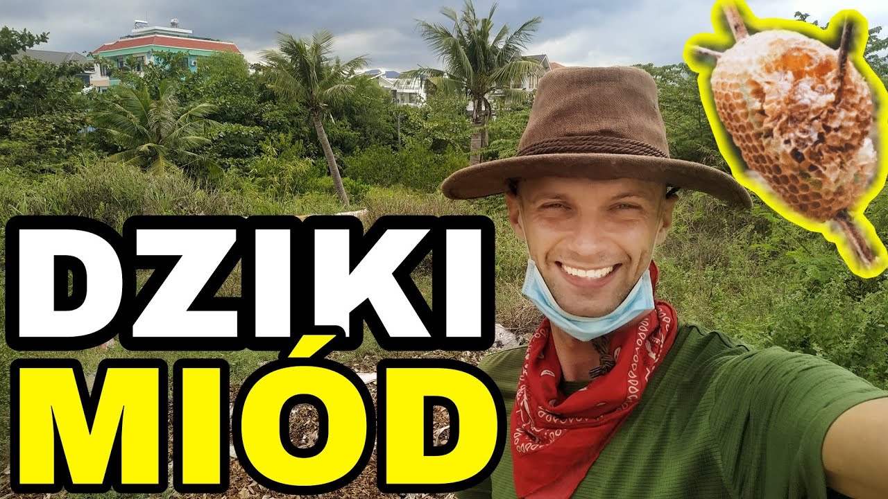 DZIKI MIÓD I PSZCZOŁY które nie żądlą