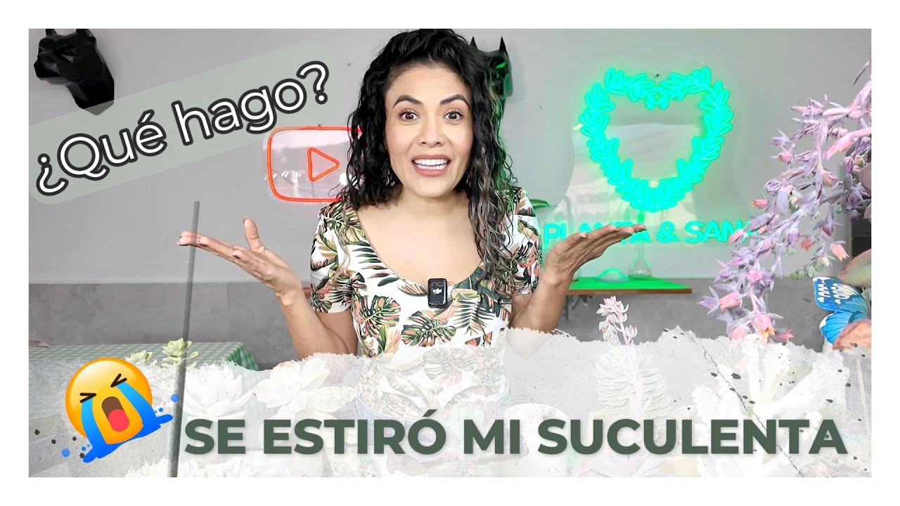 😲🤯TE MUESTRO LAS RAZONES POR LAS QUE SE ESTIRAN NUESTRAS SUCULENTAS, Y COMO SOLUCIONARLO😍👩‍🌾