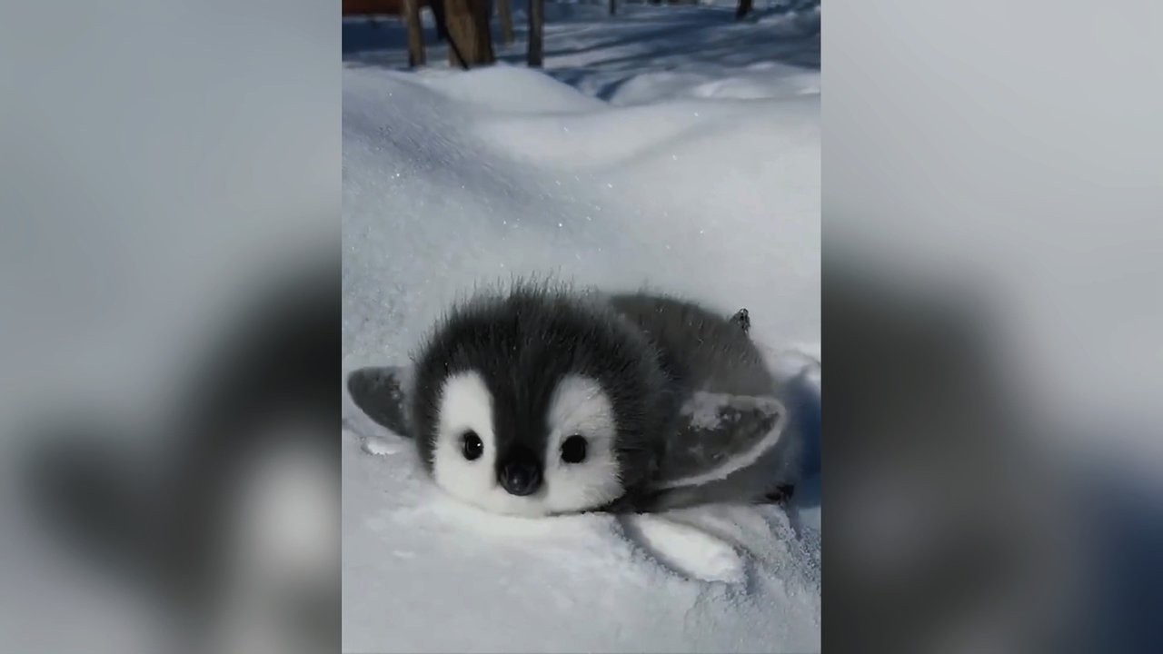 Animal Can't Stop Being Cute on the Internet 😂 | Funniest Animals Video Ever!