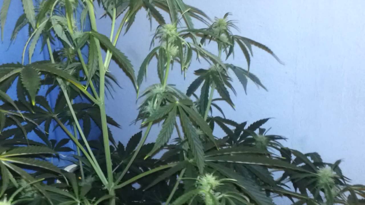 Jock horror auto and smurf x mb by gbn