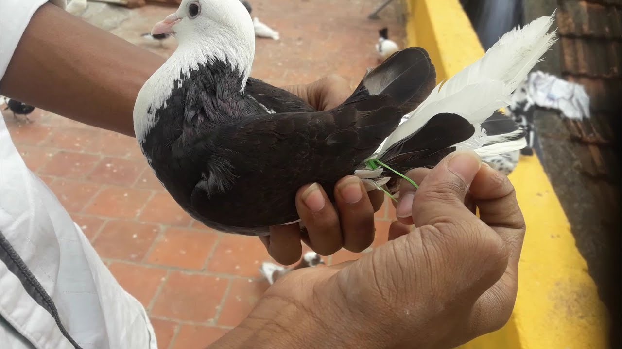 Tape Releasing My 2 New pigeons | buyed 1 new pigeon | Kunji pura