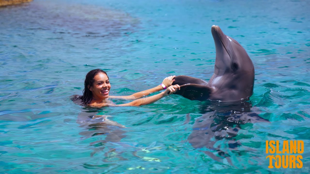 Zwemmen met Dolfijnen op Curacao: Een Ongelooflijke Ervaring! | Island Tours