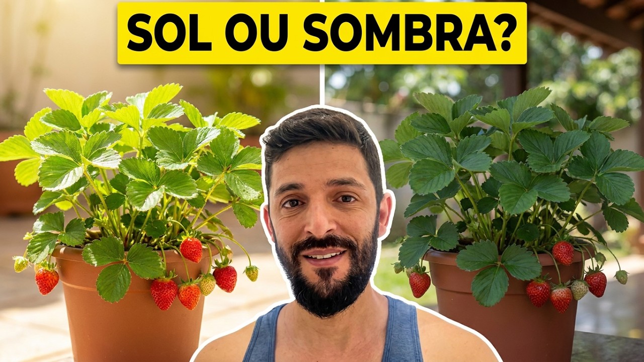 MORANGO GOSTA DE SOL OU SOMBRA?