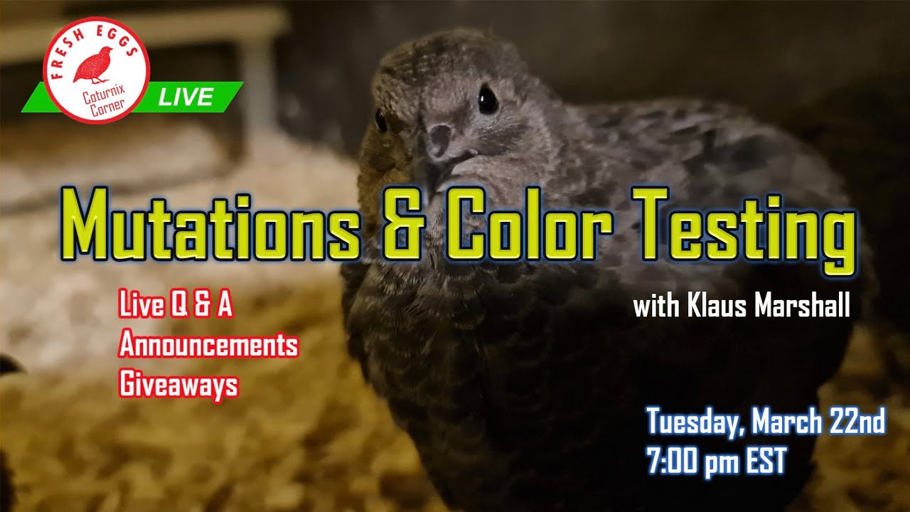 Coturnix Corner LIVE - Mutations & Color Testing