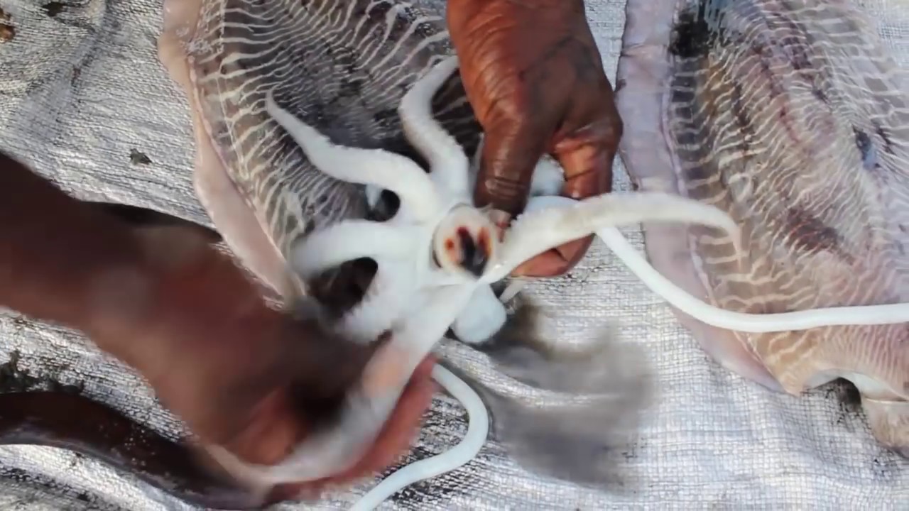 How to Cook The Giant Squid - KADAL Tv