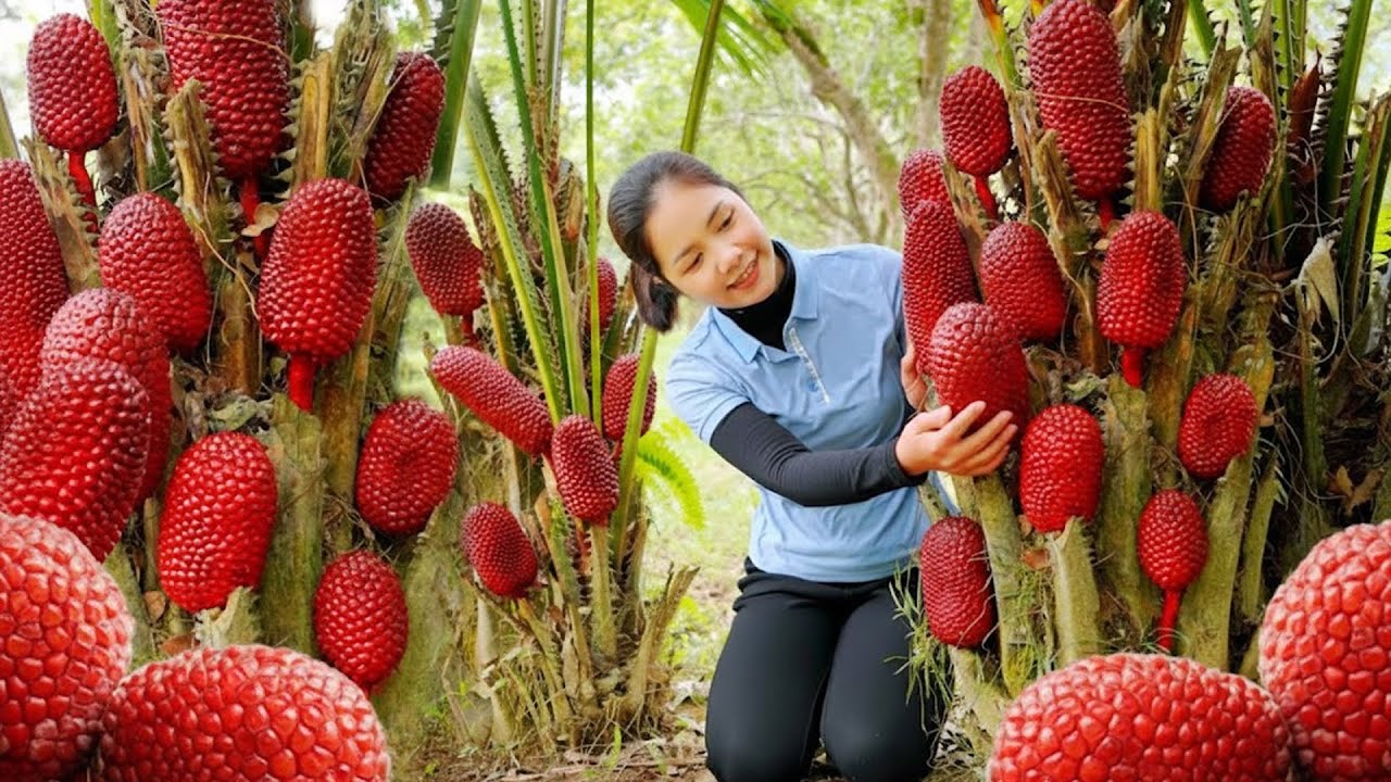 Harvesting Giant Red Wild Pineapple &ndash; Massive Forest Fruit Harvest | Lotus Farm Life