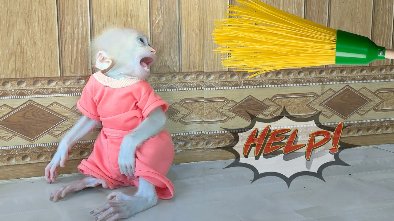 Super surprised! Baby monkey Su is afraid of the broom