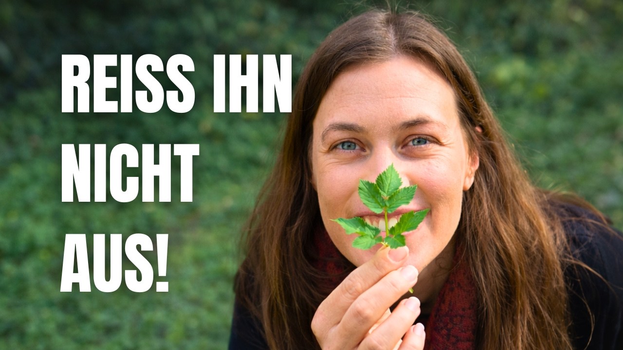 Dieses &bdquo;Unkraut&ldquo; ist essbar &ndash; und richtig wertvoll 🌿