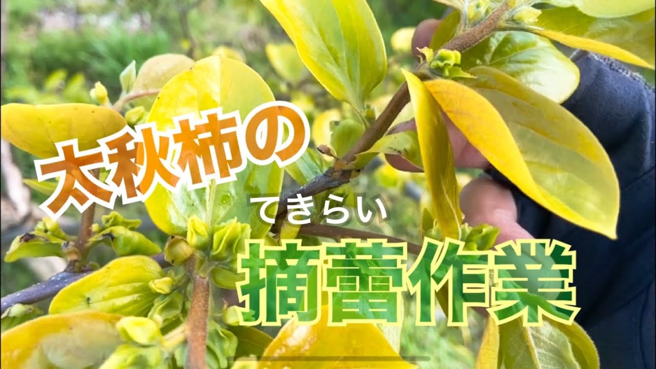 太秋柿の摘蕾　雄花と雌花について