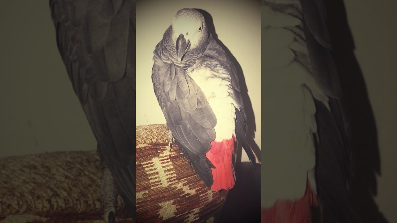 African Grey Queen