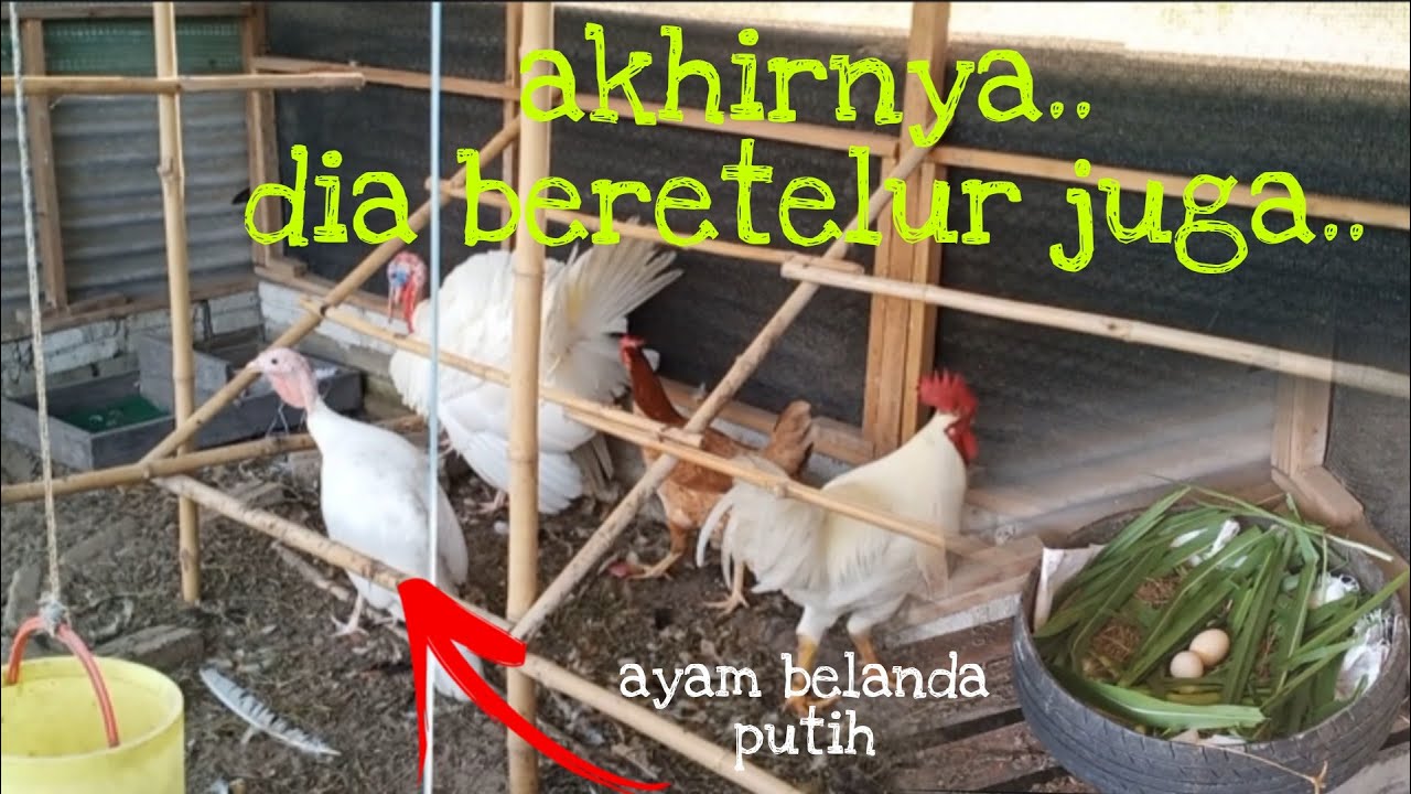 [Episod379] keterujaan bila dapat tahu ayam belanda yang dibela dari umur seminggu dah bertelur.😊😊
