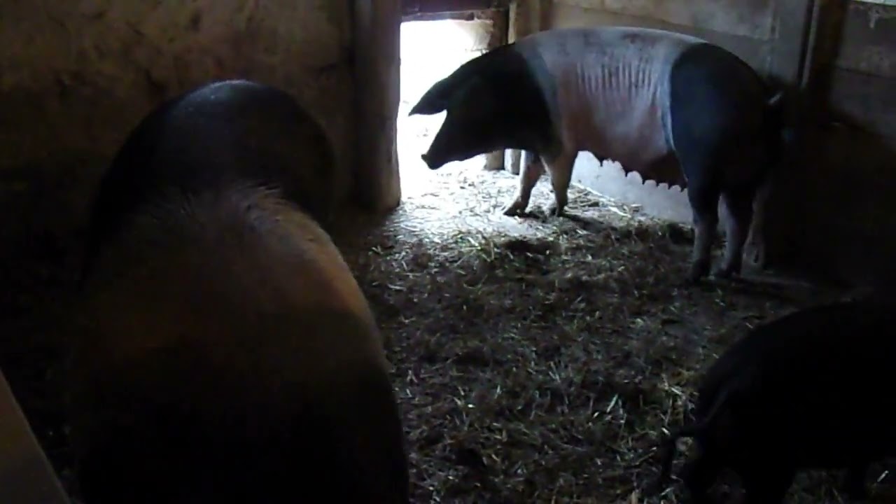 Schweine 🐖 Trüffelschweine 🐗 Schweinefütterung 🤠 Sattelschweine 🐷 Im Hessenpark März 2025 😁