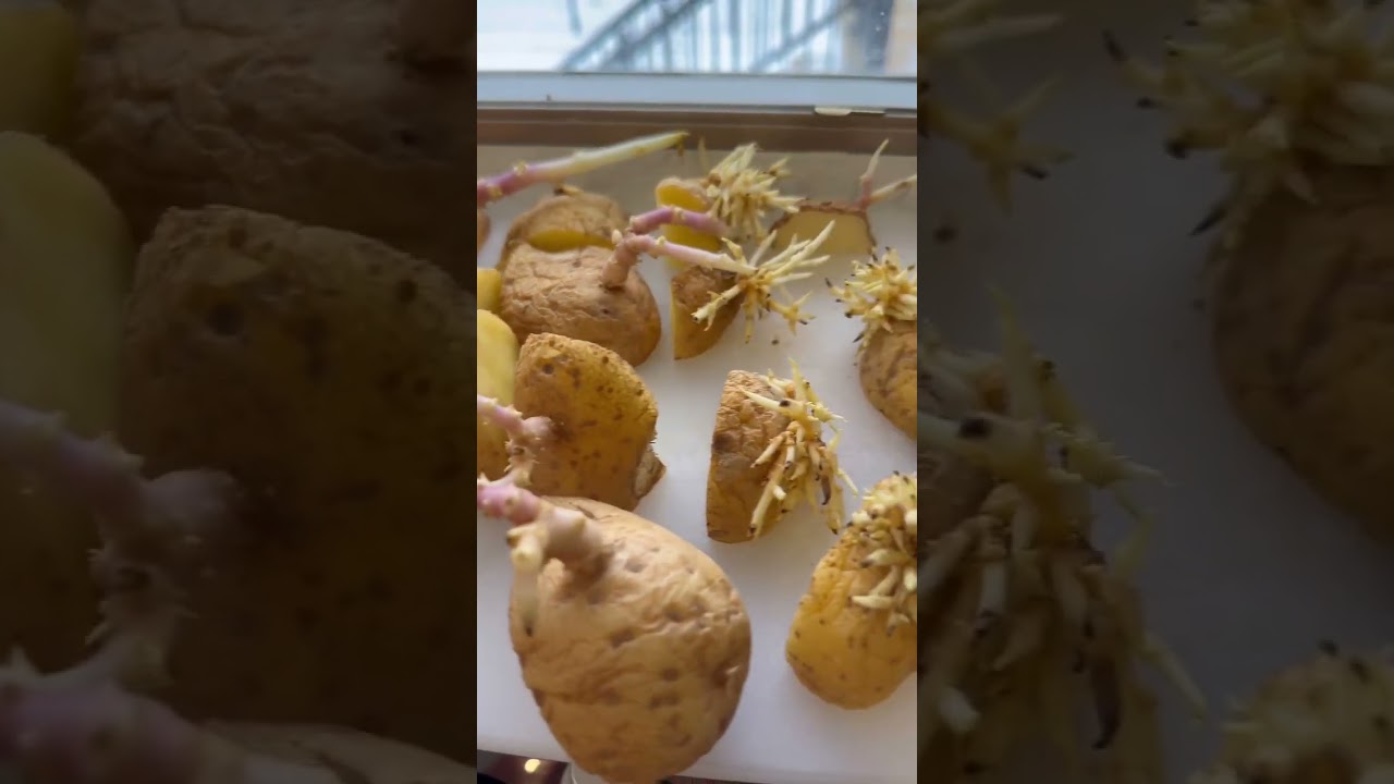 Growing potatoes&hellip;again&hellip;but in a laundry basket? #shorts #gardening
