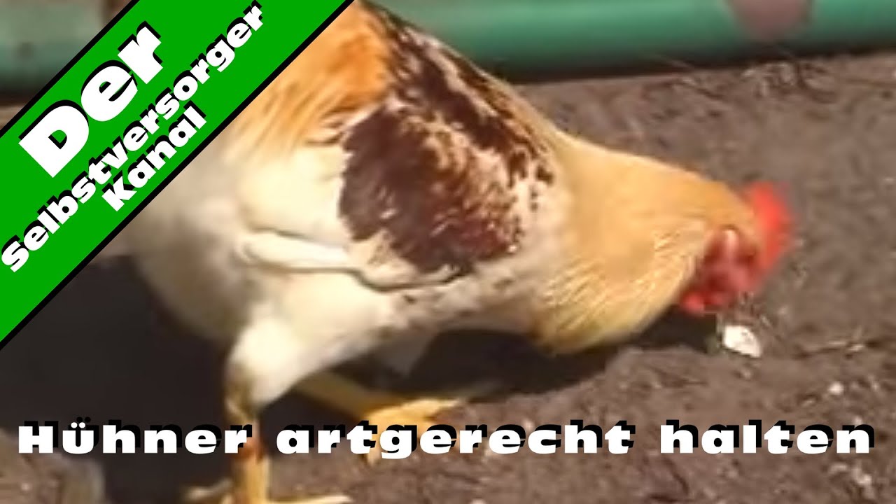 Huehner artgerecht halten und die Probleme damit