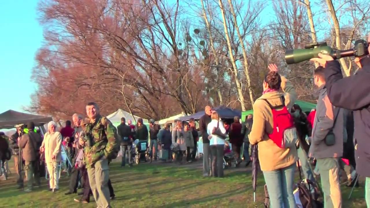 Tata Wild Goose Festival, Hungary (Tatai Vadlúd Sokadalom)