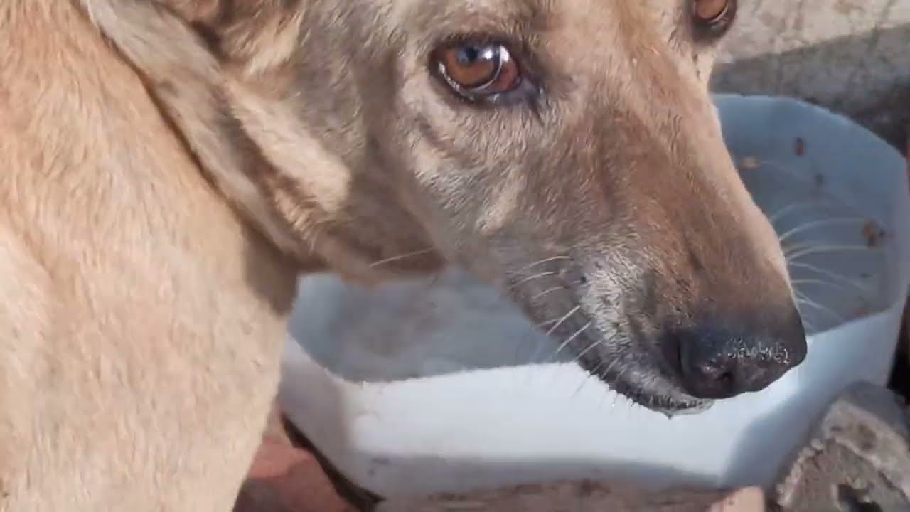 Dog#dog #doglover#desikutta #