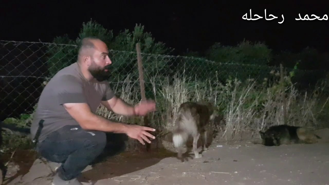 اكثر الكلاب غدرا من بين اربع كلاب