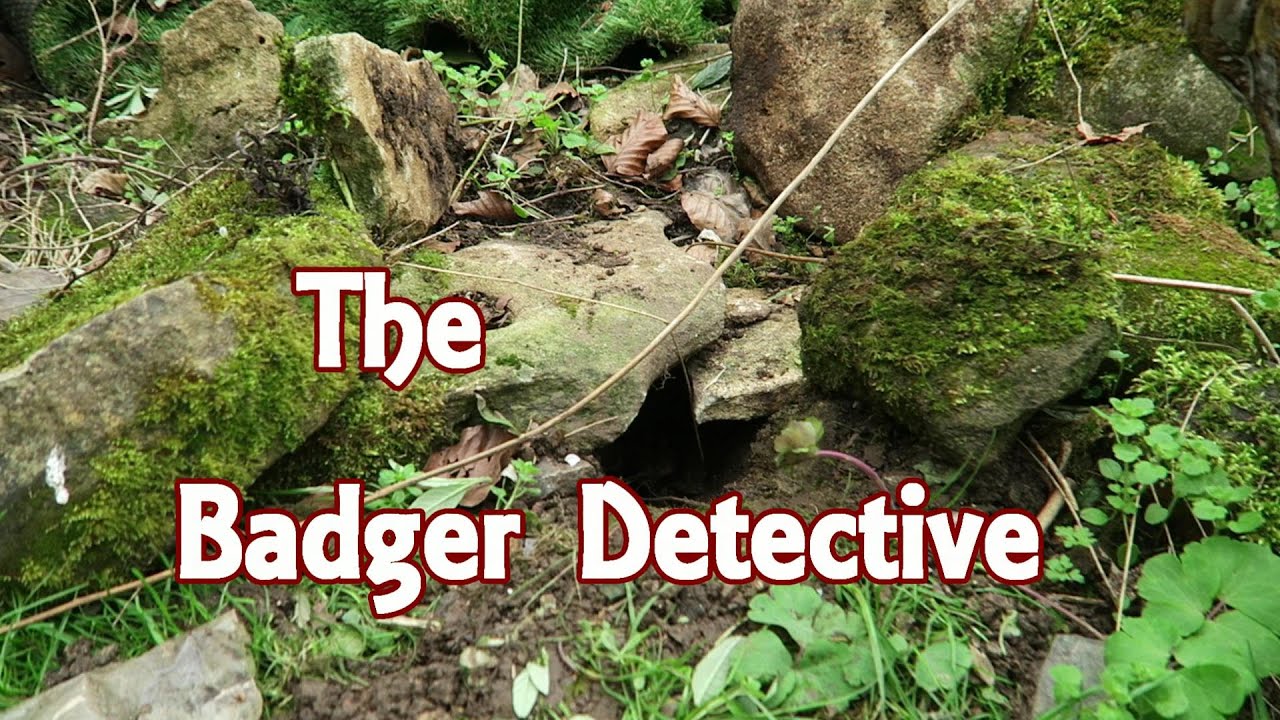 The Badger Detective