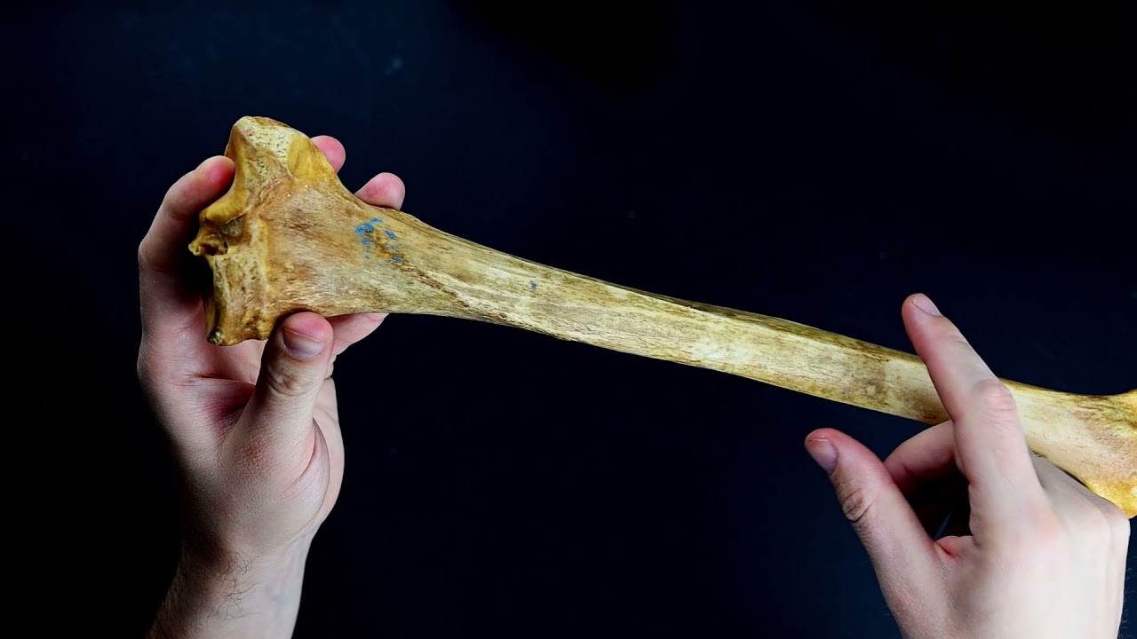 Osteologia kończyny dolnej - Kość udowa, piszczelowa, kości stępu