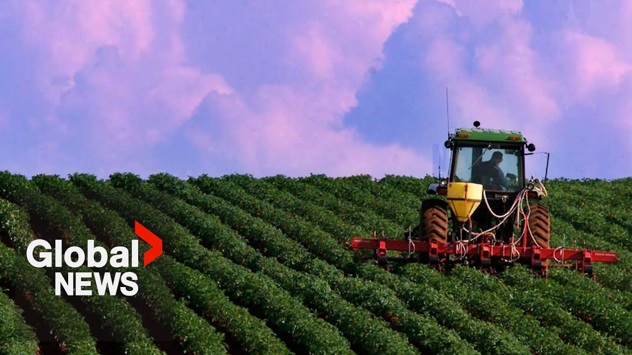 Two Canadian food companies sued over “potato cartel” allegations