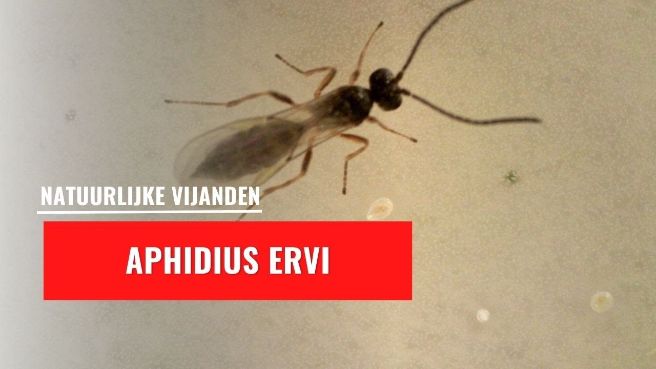 Aphidius ervi | Natuurlijke vijand