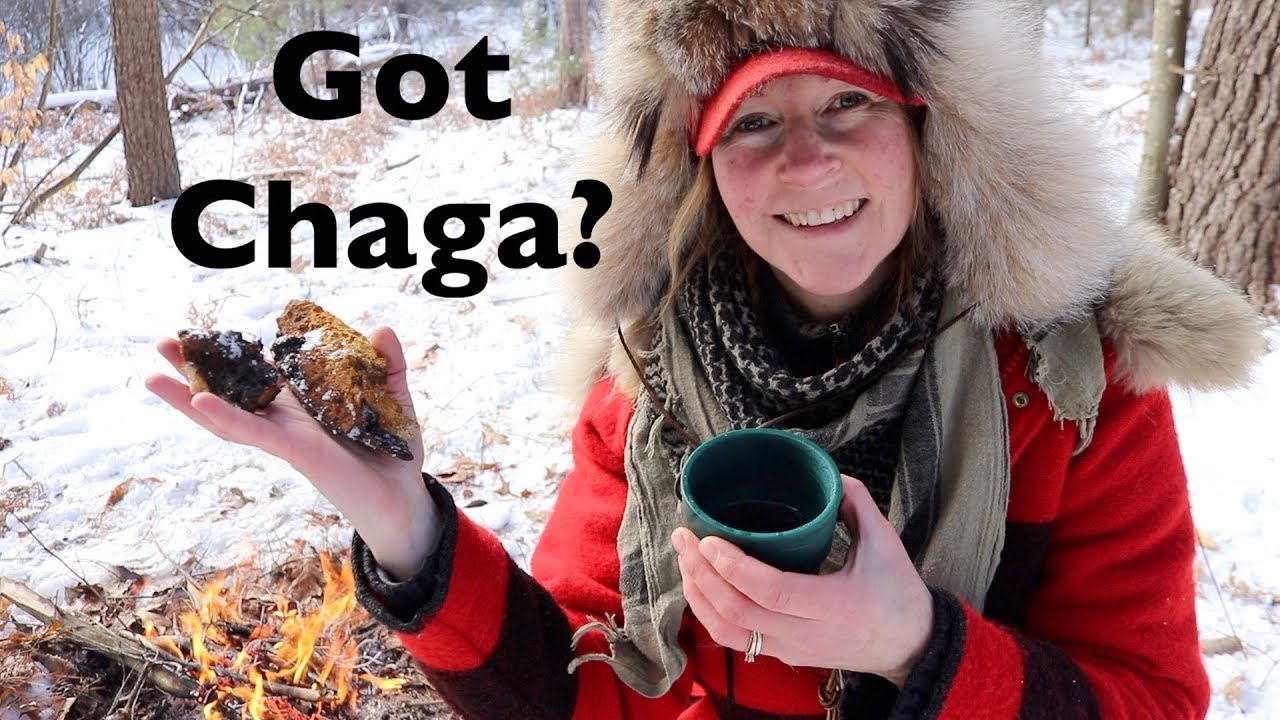 How to Find Chaga & Make Tea