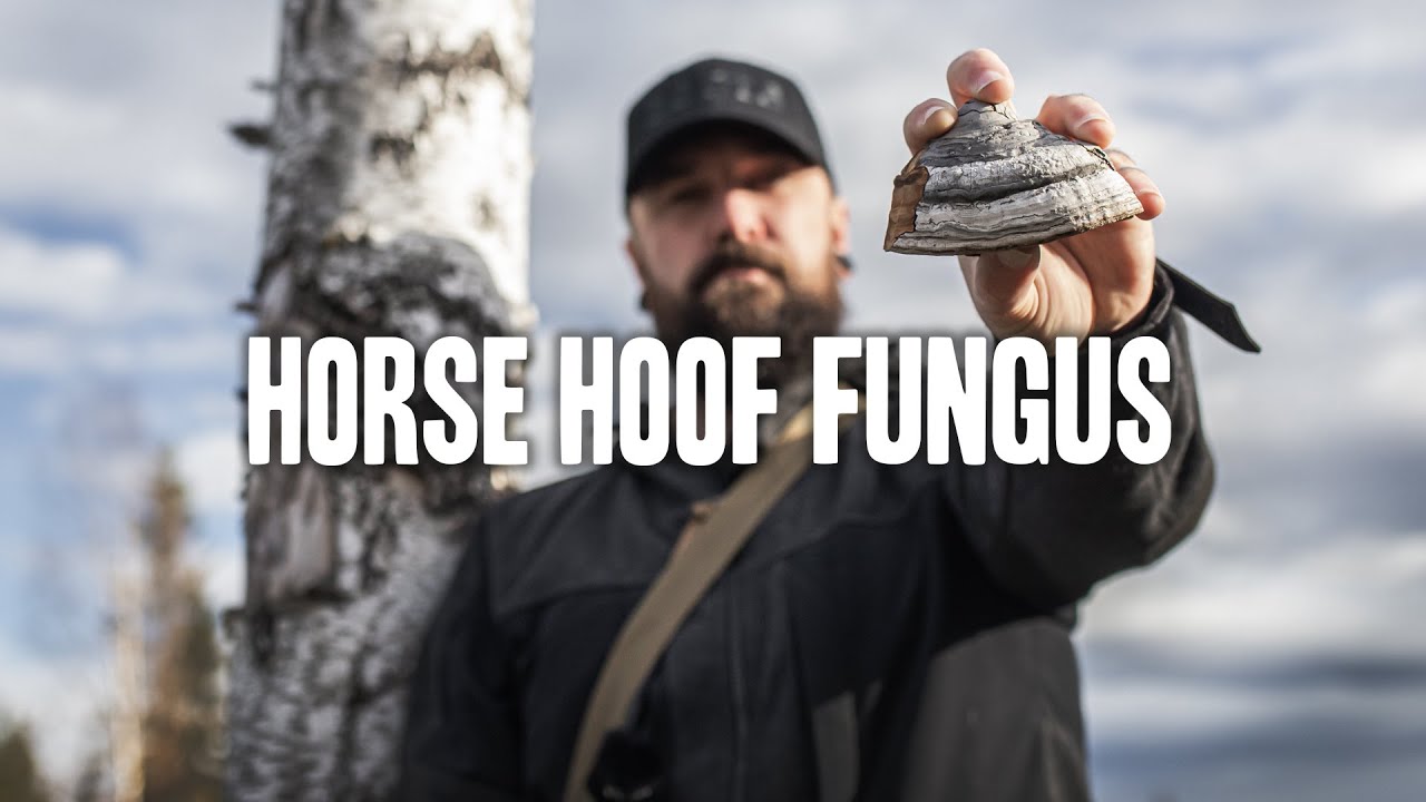 Гриб конского копыта ( Fomes fomentarius )