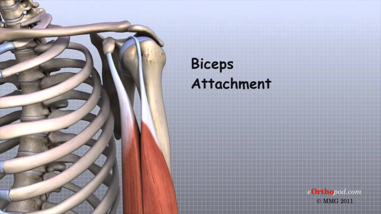 Schouder anatomie