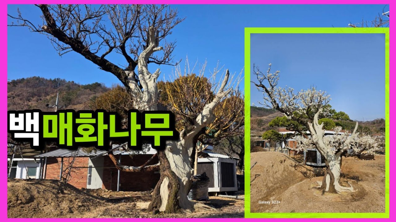 1416번 #백매화나무 {{{판매중}}} 문인풍의 수격있는 백매화/판매가격은 더보기란 #모과나무 #특수목판매 #정원수판매 #홍매화 #비매