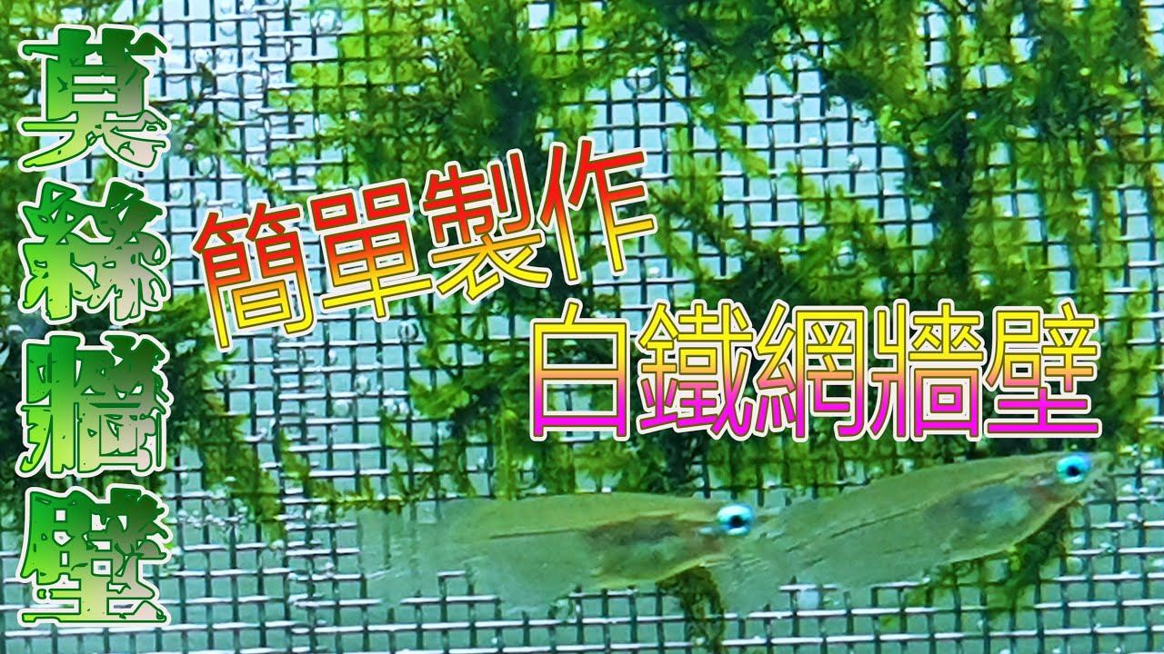 #水草種植篇8~不要浪費水草缸中的空間 這樣做!! 完全用到全部空間跟光線~Moss grass wall