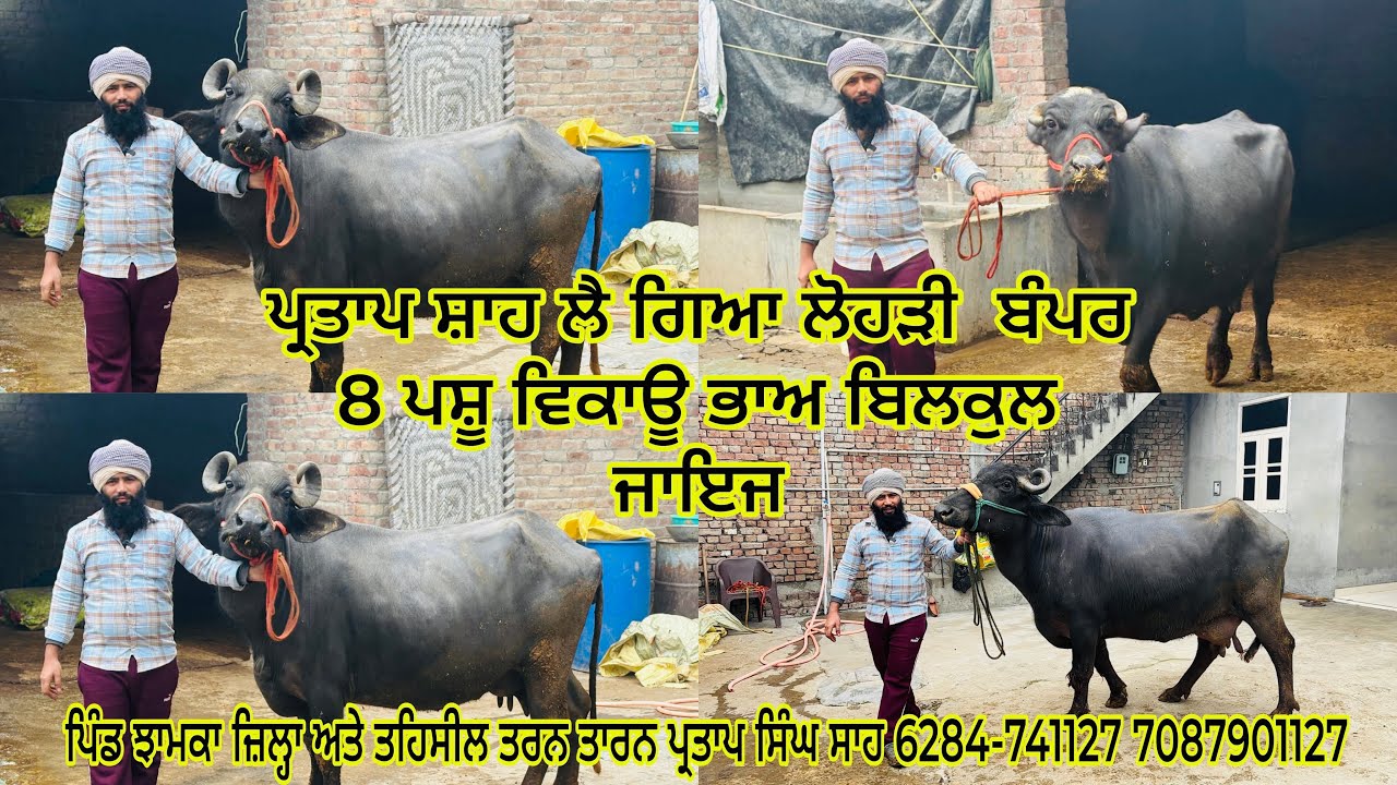 ਪ੍ਰਤਾਪ ਸ਼ਾਹ ਲੈ ਕੇ ਆ ਗਿਆ ਲੋਹੜੀ ਬੰਪਰ 8 ਪਸ਼ੂ ਵਿਕਾਊ ਪਿੰਡ ਝਾਮਕਾ  ਪ੍ਰਤਾਪ ਸਿੰਘ ਸਾਹ 6284-741127 7087901127