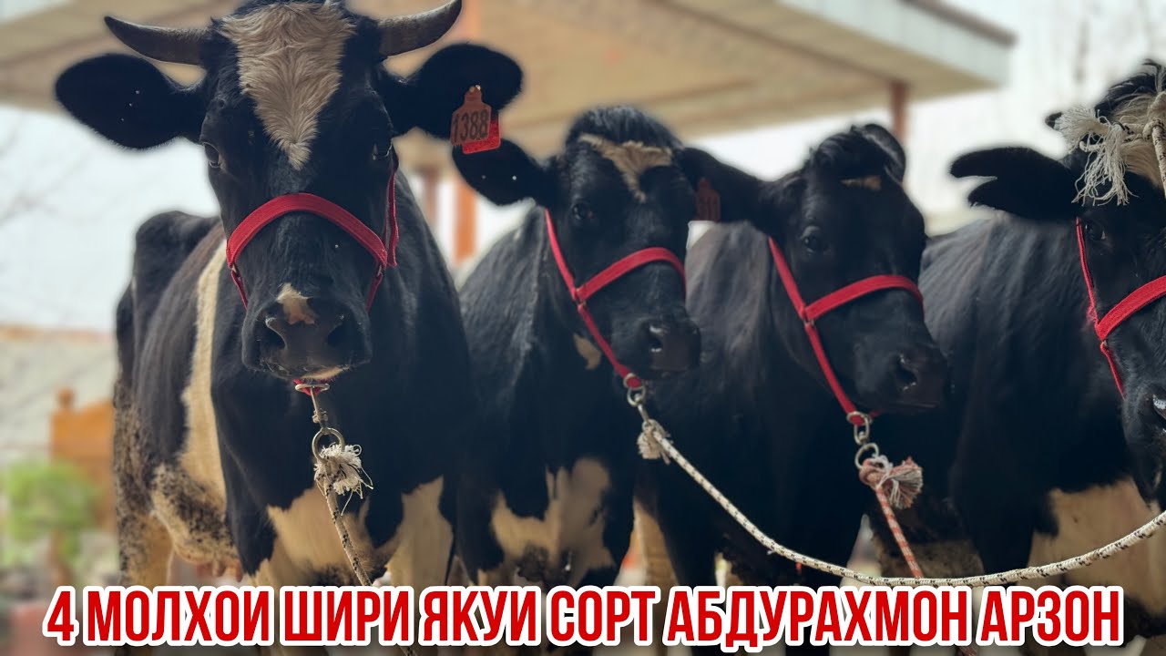 Молҳои шири арзон Абдураҳмон полвон 24 февраля 2026 г.