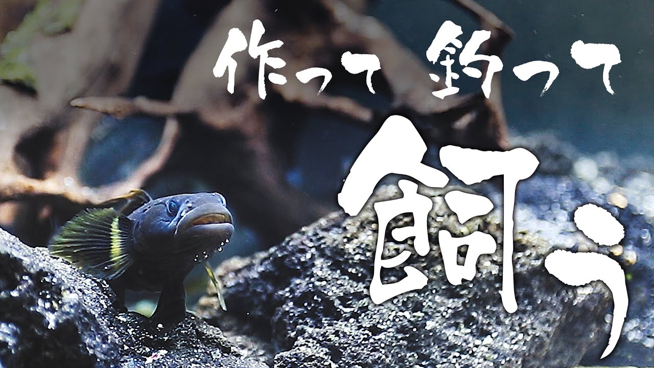 【釣った魚水槽】レイアウトして入れる魚を釣りに行く【汽水】