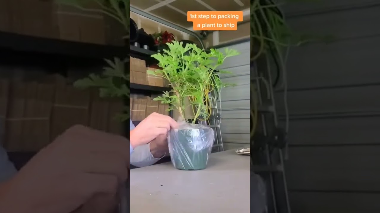 shipping plants, do this first!
