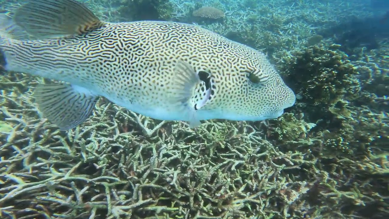 The Pufferfish Secret: What Divers Discovered on the Reef