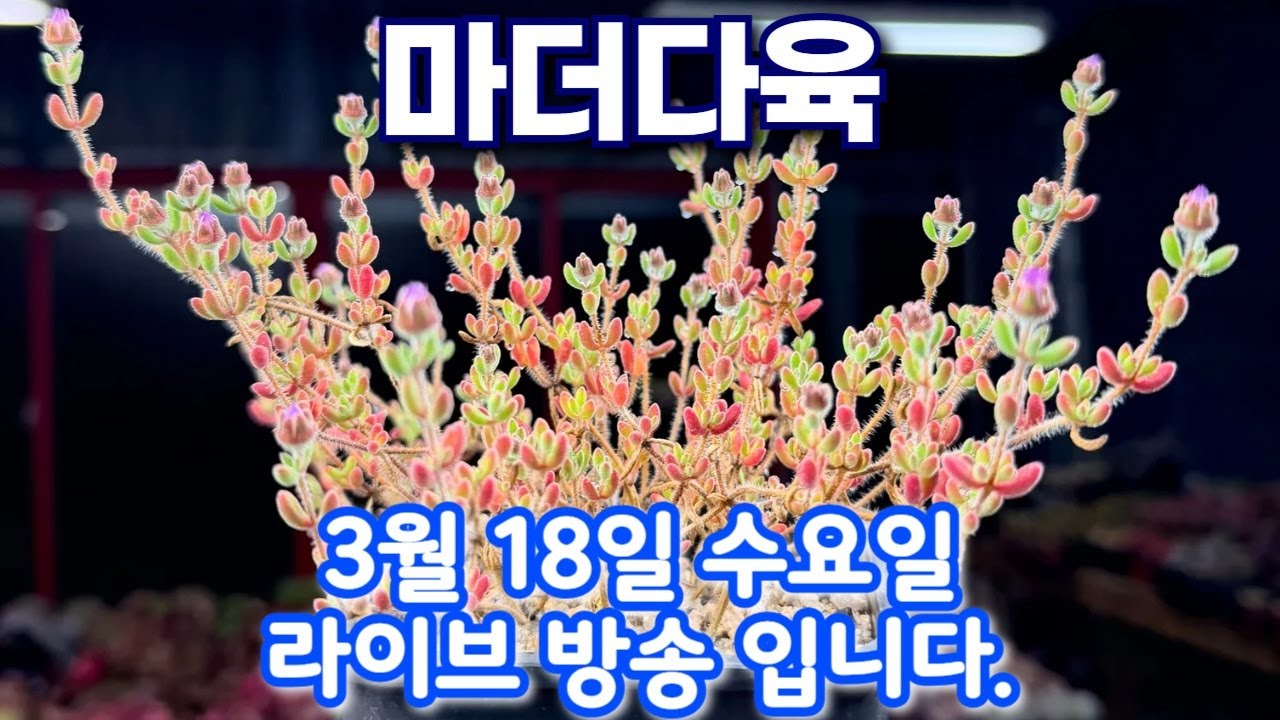 마더다육 3월 18일 수요일 라이브방송 입니다.