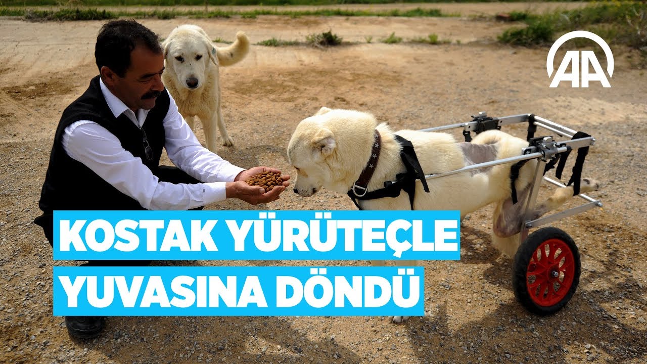 Kostak profesyonel yürüteçle yuvasına döndü