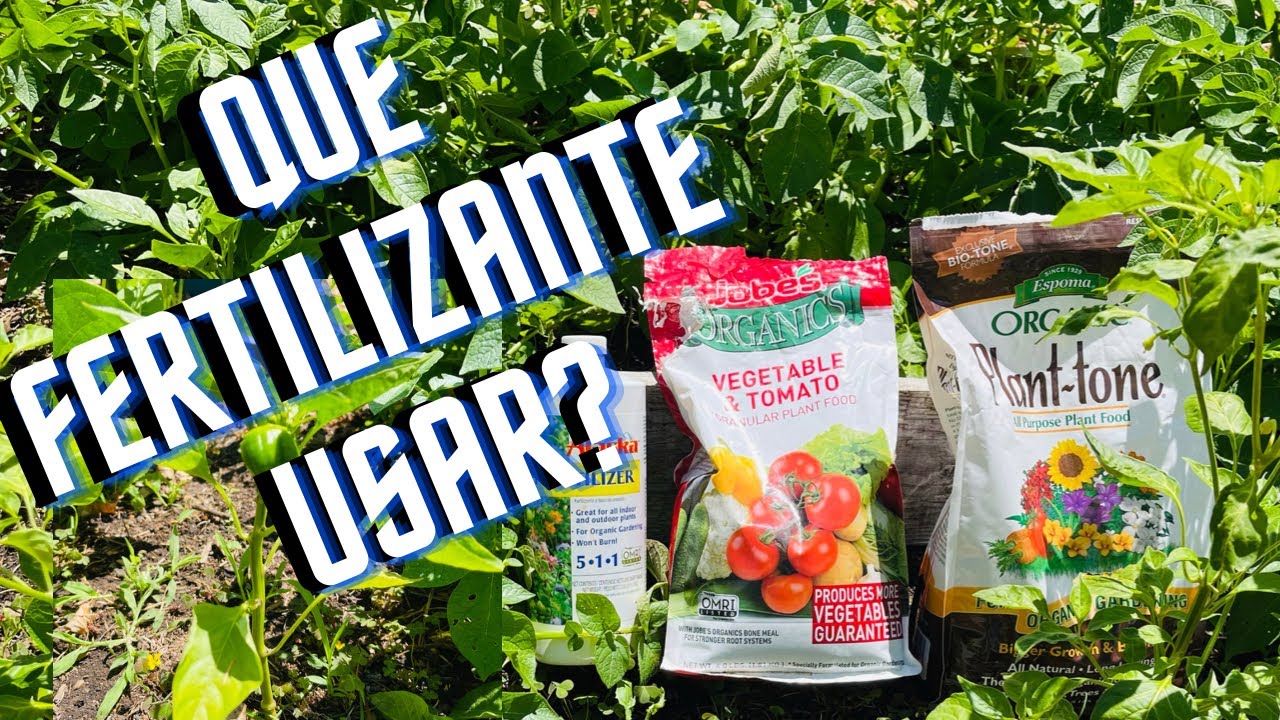 Lo b&aacute;sico de los fertil&iacute;zate, cu&aacute;l es mejor?  Informaci&oacute;n sobre el abono para las plantas