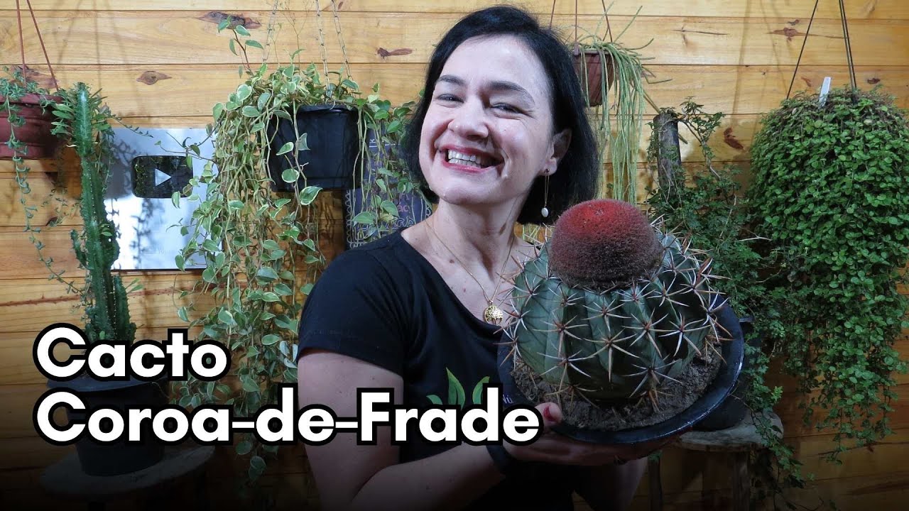 Cacto Coroa-de-Frade! Uma linda suculenta!